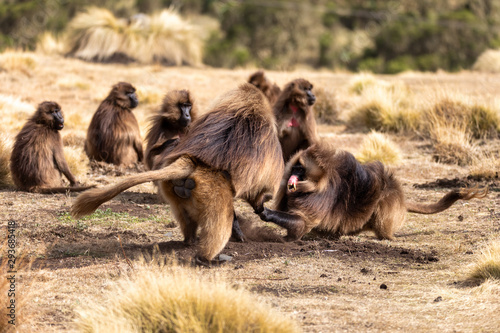 big males of endemic animal Gelada monkey fighting for female with with opened mouth showing teeth. Theropithecus gelada, Simien Mountains, Africa Ethiopia wildlife © ArtushFoto