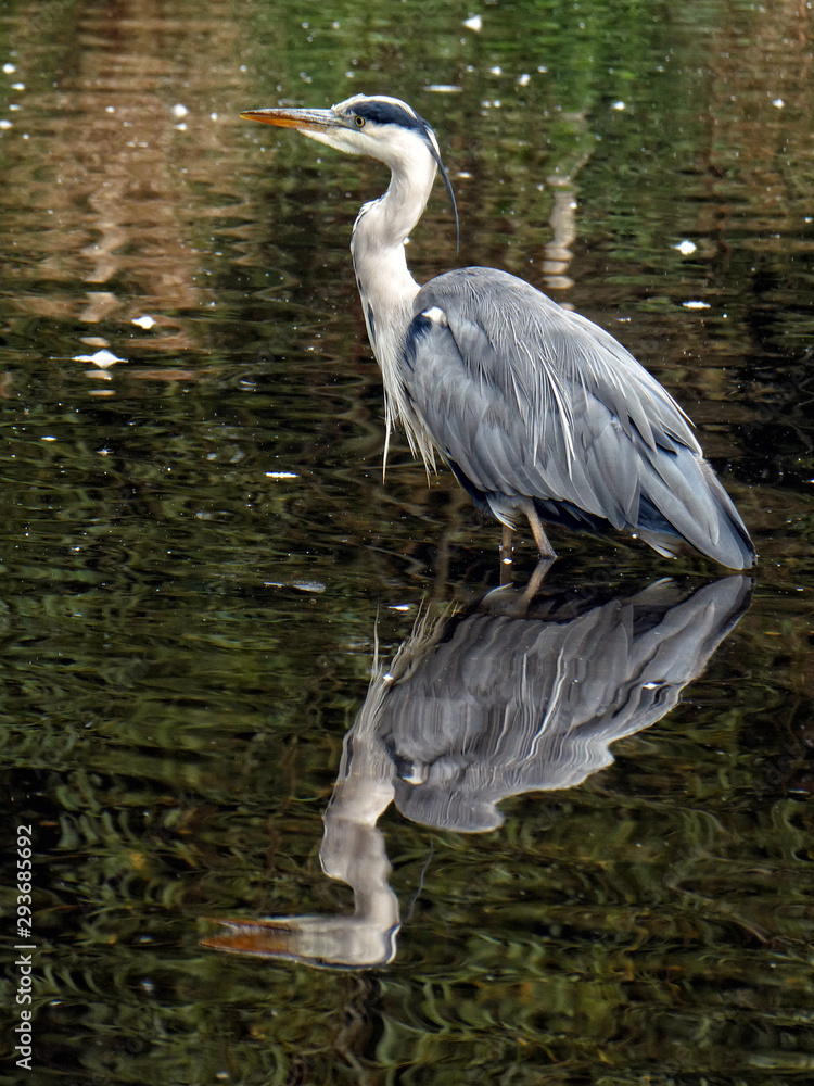 Fototapeta premium Grey Heron (Ardea cinerea) in water with reflection