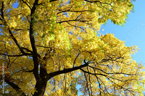 Yellow - golden tree in autumn