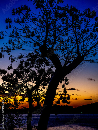Silhouette of a tree against a purple sunset in Fiji