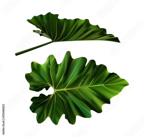 Set of big tropical green leaf. Realistic vector front and side view. Elephant ear, taro, large heart shaped, tropical jungle leaf with ruffles, isolated on white background