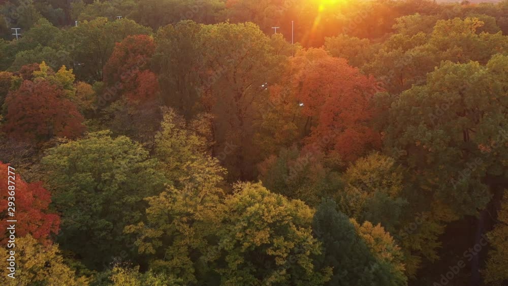 Drone flight over morning autumn forest 4k Drone flight over morning autumn forest 4k