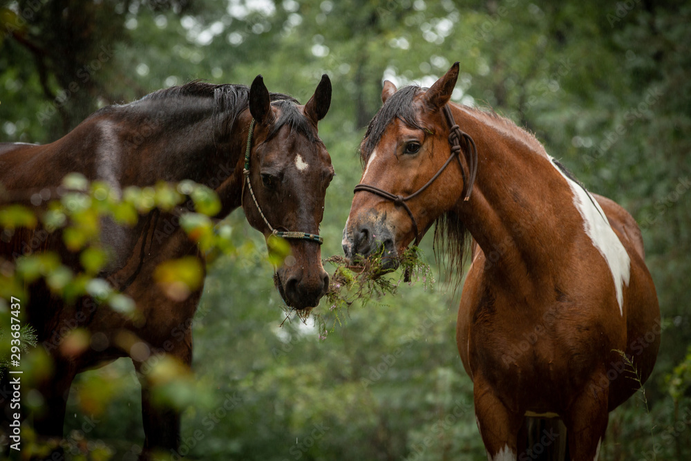 Obraz premium Mädchen mit Pferden im regnerischen Wald