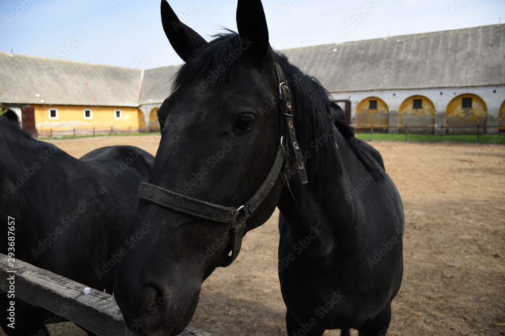 Beautiful Hungarian Gidran horses and foals in a barn Beautiful Hungarian Gidran horses and foals in a barn