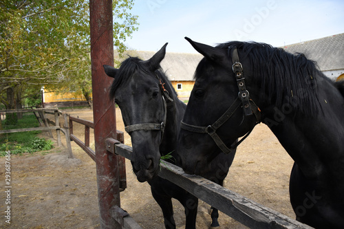 Beautiful Hungarian Gidran horses and foals in a barn photo