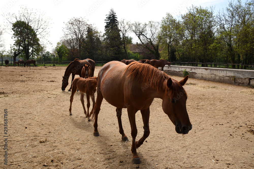 Beautiful Hungarian Gidran horses and foals in a barn