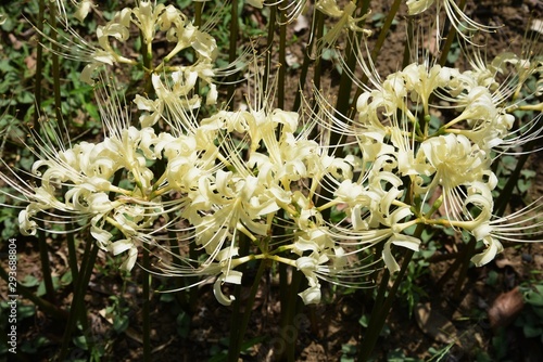 Learn about Lycoris x straminea 'Yellow Streamers', Yellow Streamers  Surprise Lily