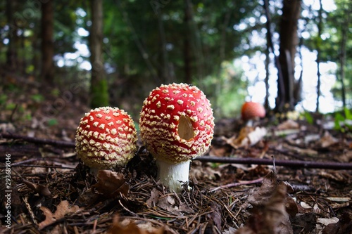 Group of beautiful red toadstool mushrooms Amanita muscaria in a moss in fairytale autumn forest. Beautiful scene and colors, ground view. Very poisonous.
