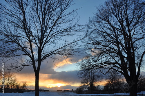 Winter Tree Scene with Awesome Clouds