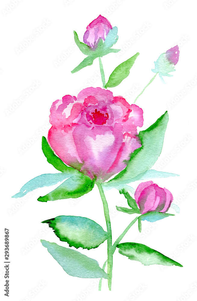 Watercolor pink peonies flowers isolated on white background. Hand painted illustration. Watercolor pink peonies flowers isolated on white background. Hand painted illustration.