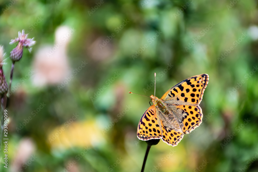 Obraz premium A Silver-Washed Fritillary