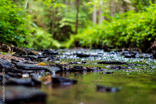 Frog perspective of a creek