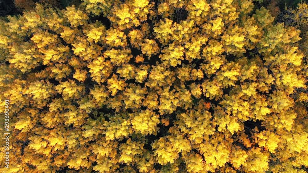 Aerial drone view of amazing autumn forest Aerial drone view of amazing autumn forest