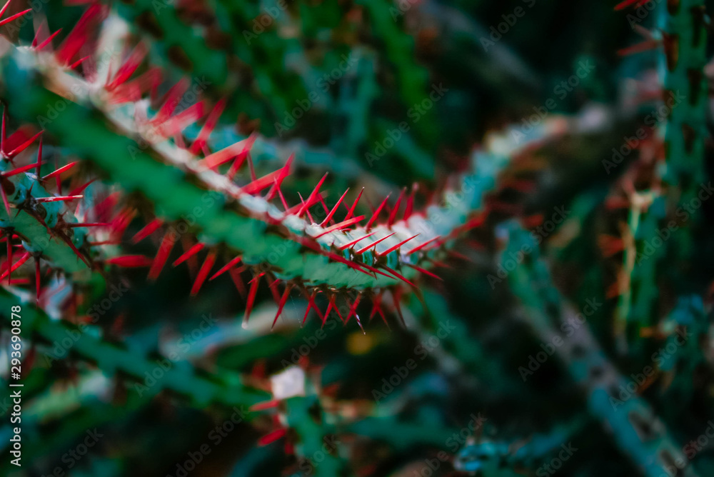 Green cactus with pointed thorns Green cactus with pointed thorns