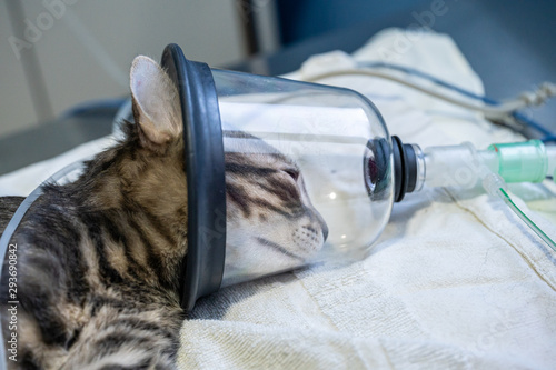 Tabby cat with oxygen mask