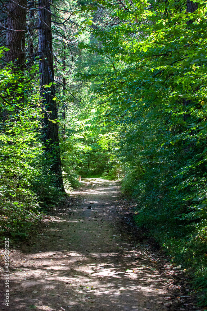 Path and Trail at Wawona Yosemite, California Path and Trail at Wawona Yosemite, California