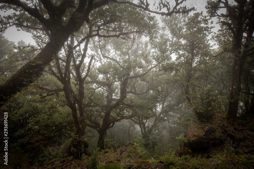 Wald © Matthias