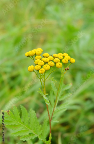 Yellow tansy inflorescences at the forest edge among the grass
