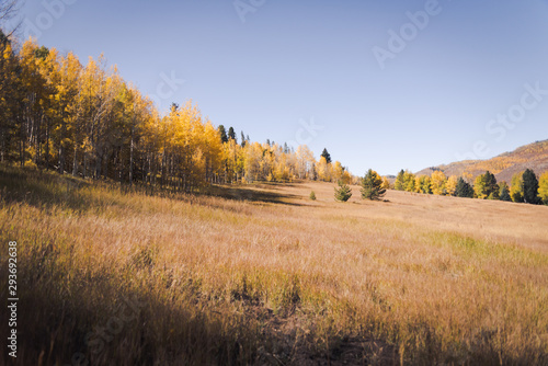 A meadow in the mountains during Autumn. 