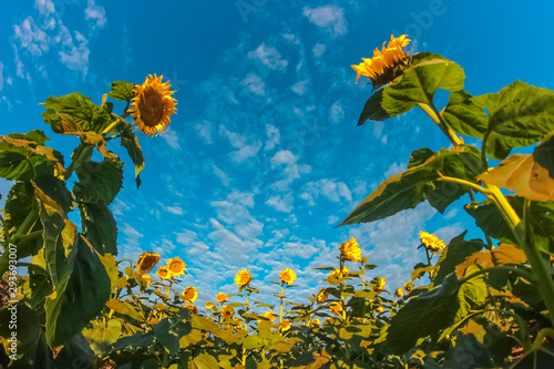Sunflower Plantation In Early Spring