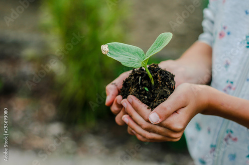 Woman's hands holding pumpkin plant with ground. Early spring planting, Young plant small tree sprout in hand on bokeh background. New Life Seedling 