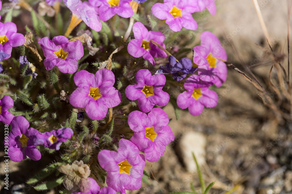 Obraz premium Purple desert mat flowers in nevada by pyramid lake