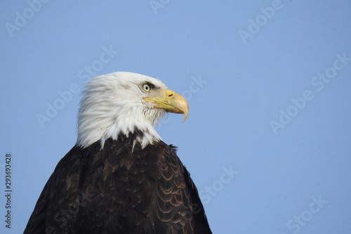 Bald Eagle, Whidbey Island, Washington State.  © Scenic Corner