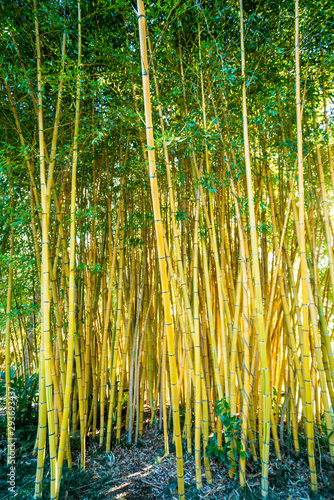 Fototapeta Naklejka Na Ścianę i Meble -  Bamboo sprouts forest. bamboo plant