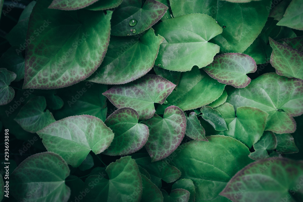Obraz premium Green leaves texture. dark green foliage nature background