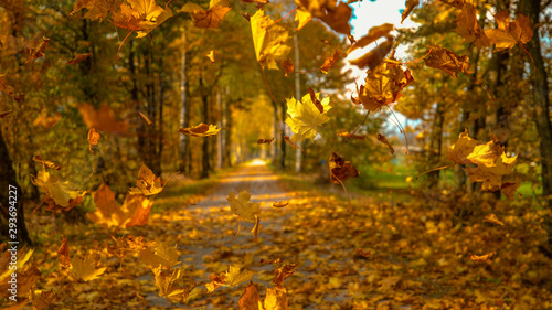 CLOSE UP: Gorgeous turning leaves falling down from the treetops in idyllic park
