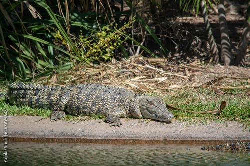 Crocodiles sunning themselves photo