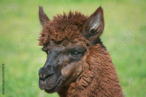 Llama in an open paddock