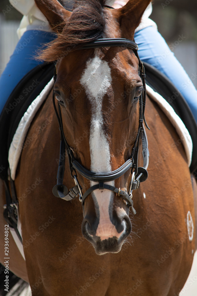 Obraz premium Horse in a paddock