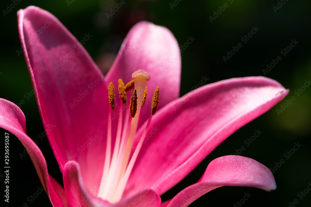 Red stamen on a pink flower close up