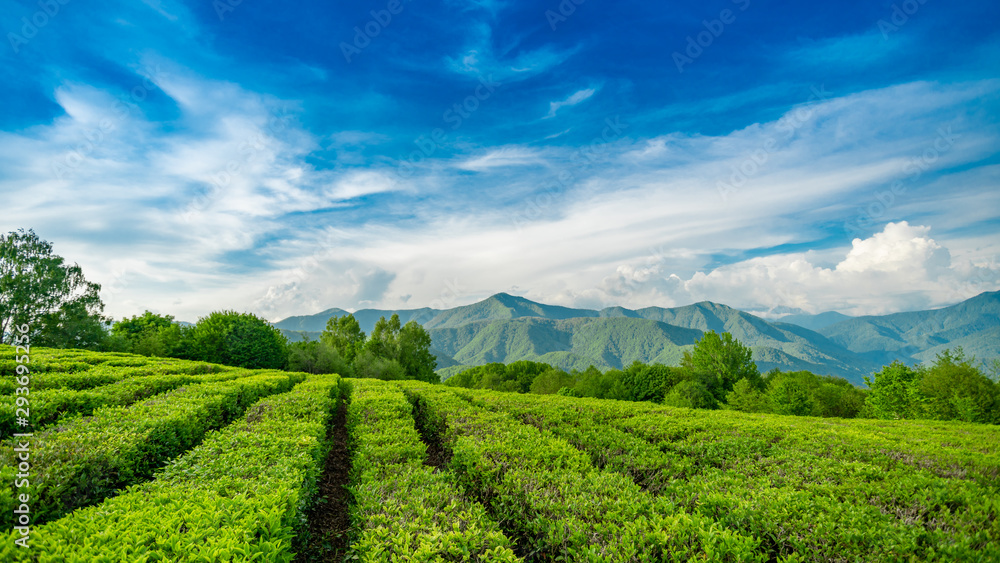 Tea plantation in the mountains of Sochi Tea plantation in the mountains of Sochi