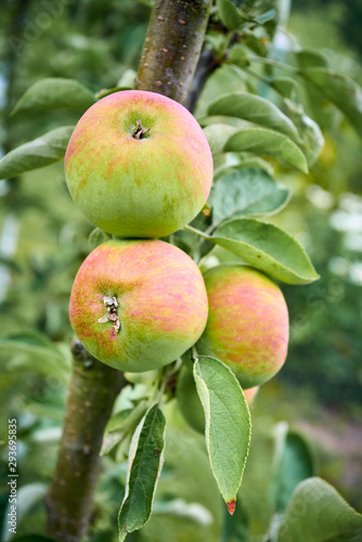 apples on the tree. Organic apples