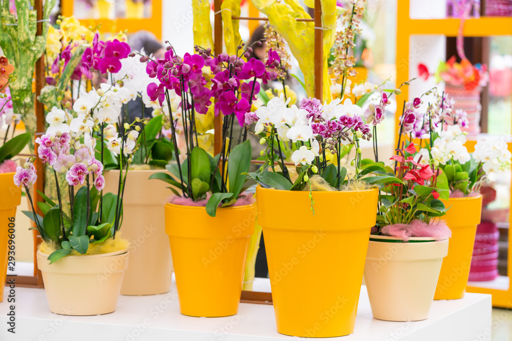 beautiful plant orchid flower. beautiful flowers beautiful plant orchid flower. beautiful flowers