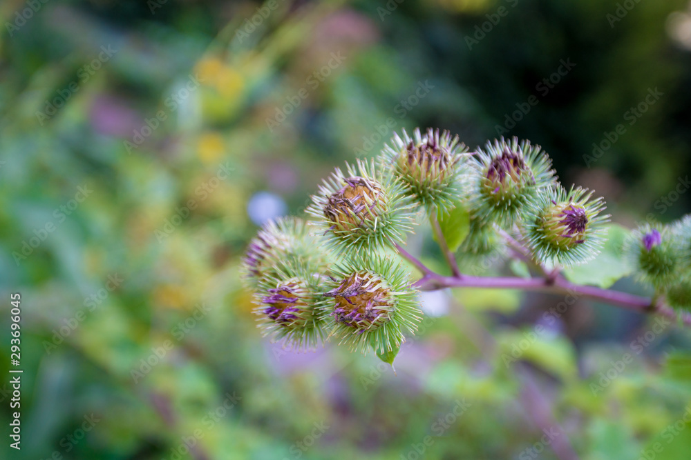 Medicinal plantation burdock. Arctium lappa Medicinal plantation burdock. Arctium lappa