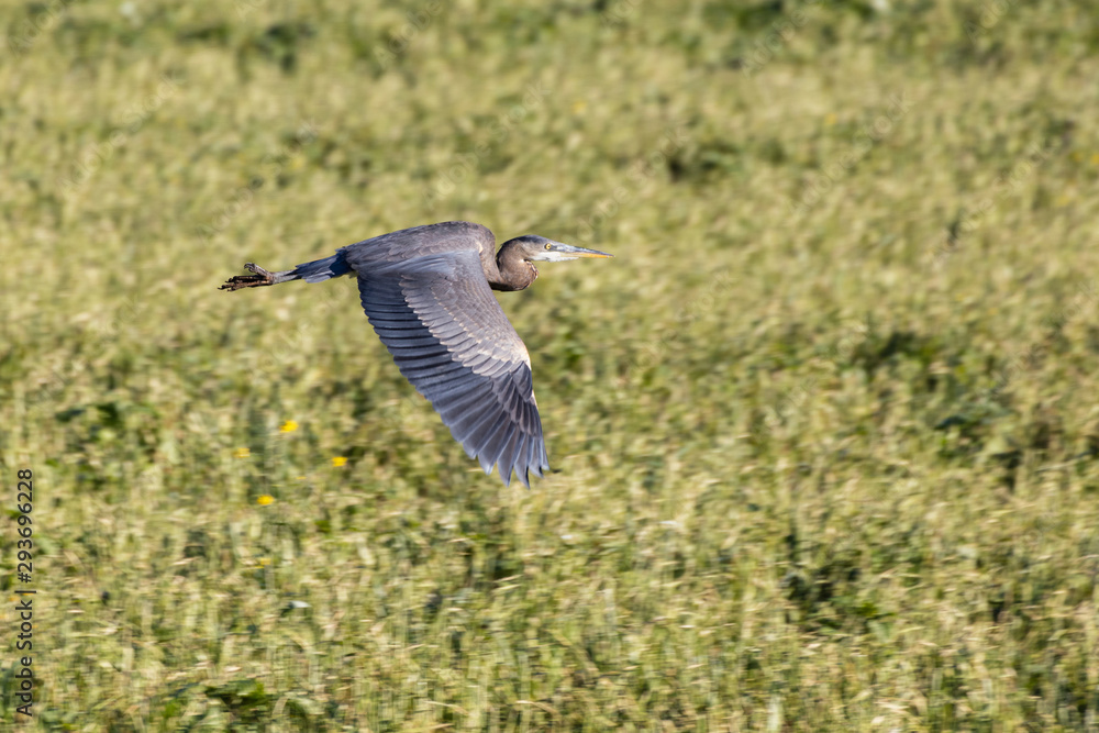 Fototapeta premium Great Blue Heron