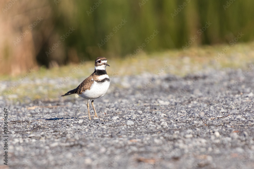 killdeer killdeer