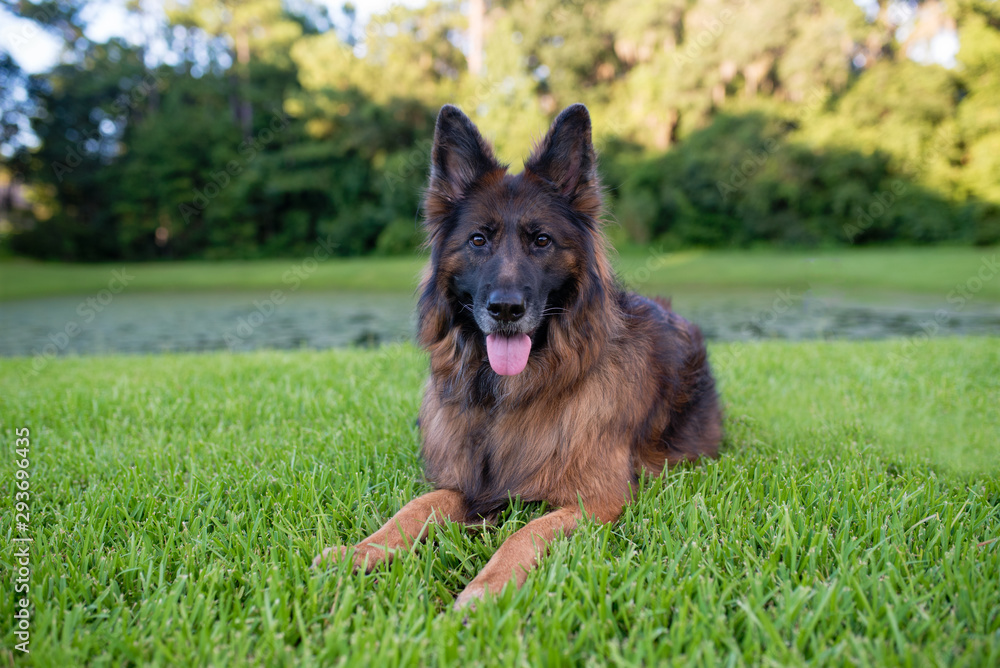 Long haired red and black German shepherd dog outdoors on green grass Long haired red and black German shepherd dog outdoors on green grass