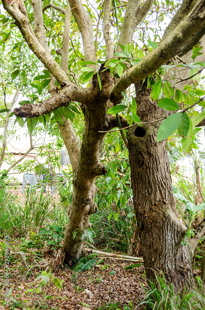 Fototapeta premium Topped Tree Supported By Another