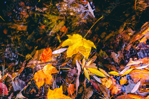 autumn leaves in water and rainy weather