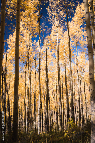 Close up on aspen trees during autumn. 