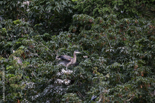 Great Blue Heron Nests photo