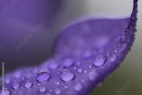 Purple Morgentau