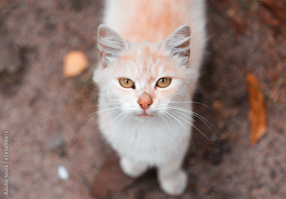 White and orange cat looking at camera. Portrait of white and orange cat looking at camera, cute pet at home