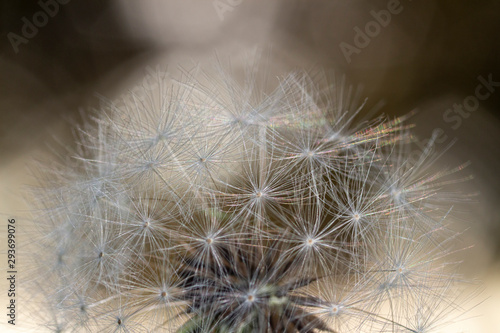 dandelion on black background