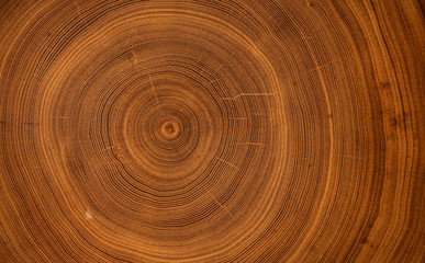 Detailed warm dark brown and orange tones of a felled tree trunk or stump. Smooth organic texture of tree rings with close up of end grain.
