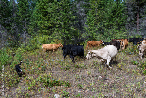 Cattle drive from the perspective of wrangler, border collies helping herd the cattle through forest, Eastern Washington State